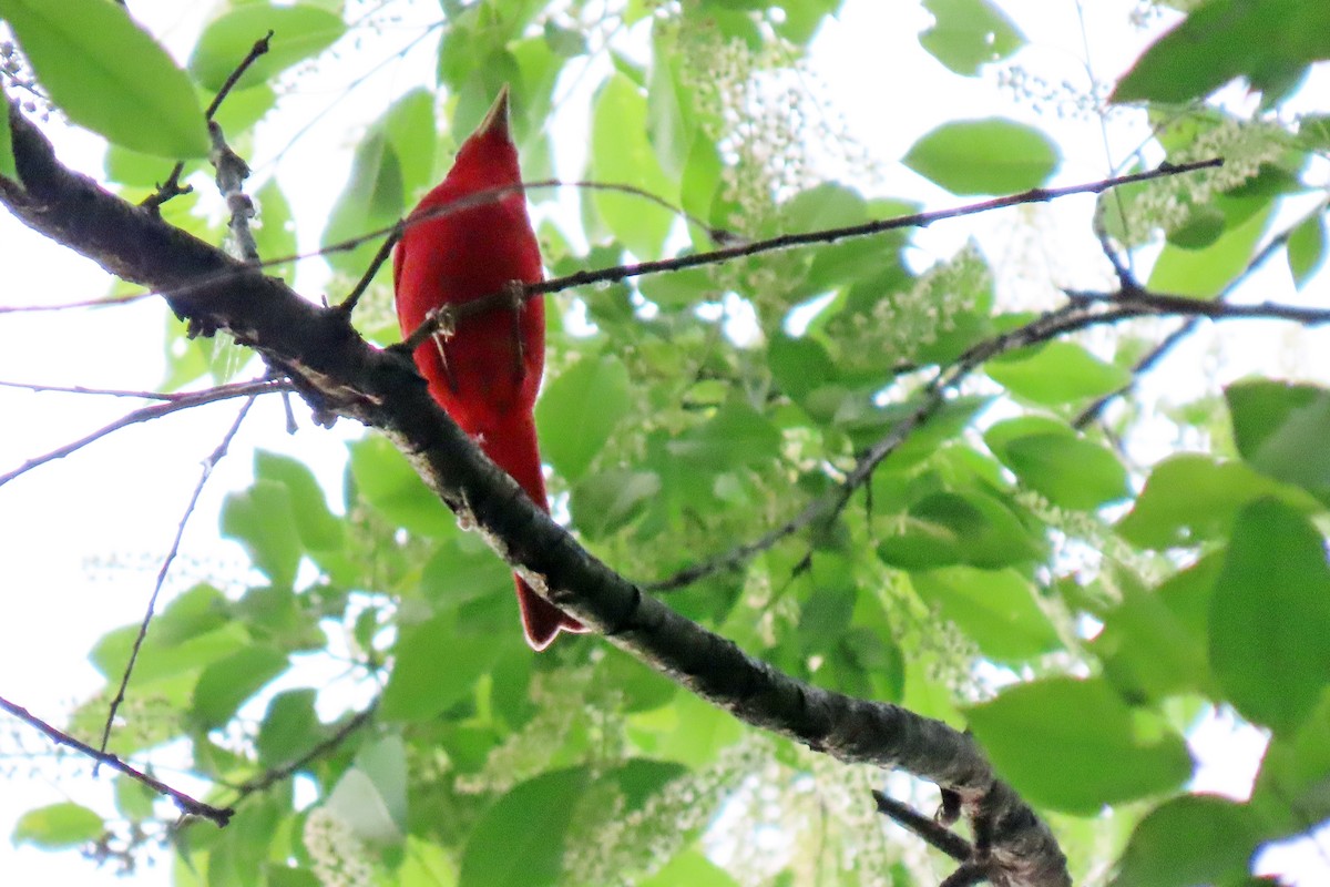 Summer Tanager - Terry Lodge