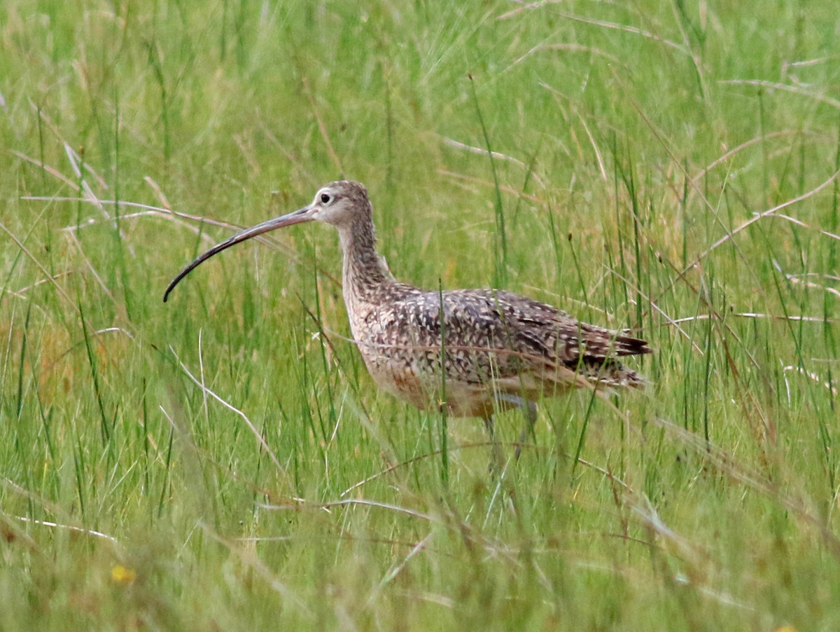 Long-billed Curlew - ML57330721