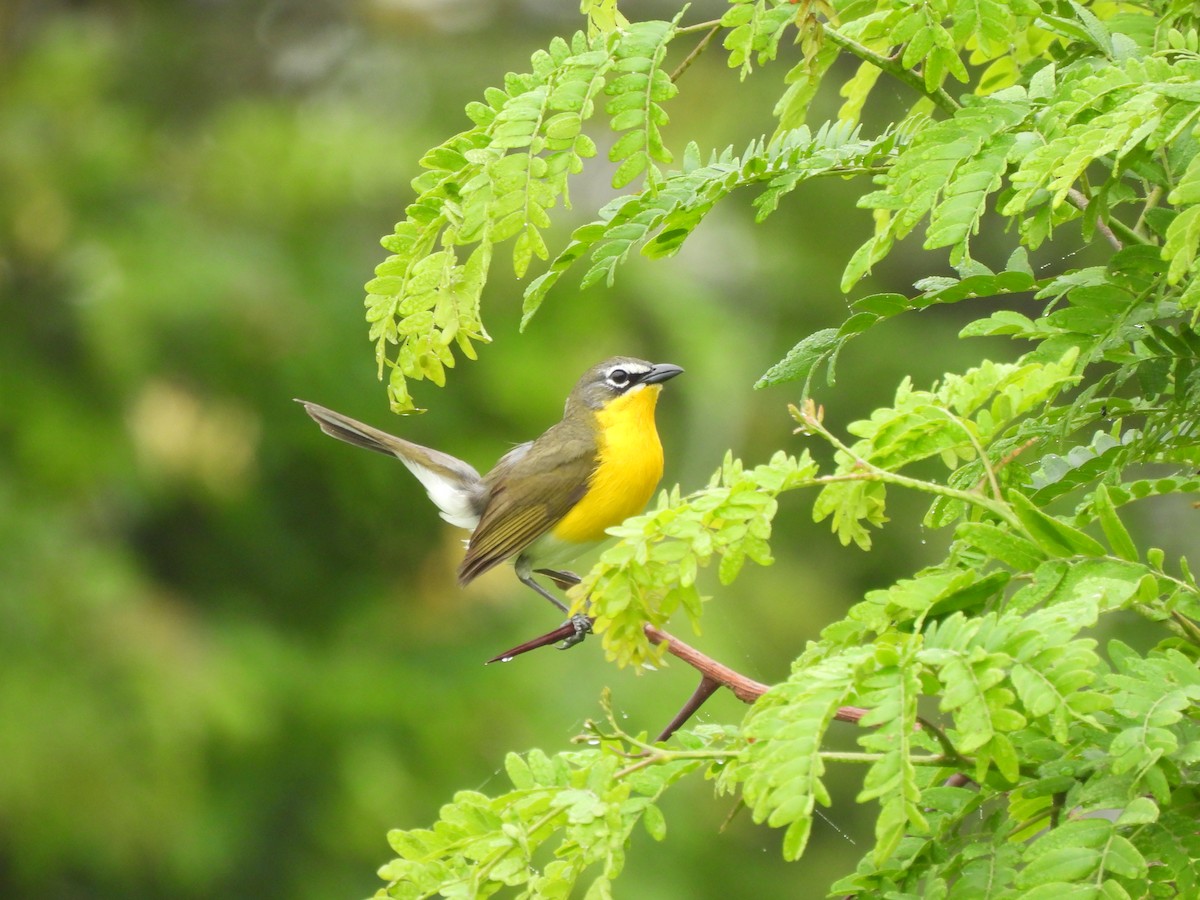 Yellow-breasted Chat - Jennifer (and Scott) Martin