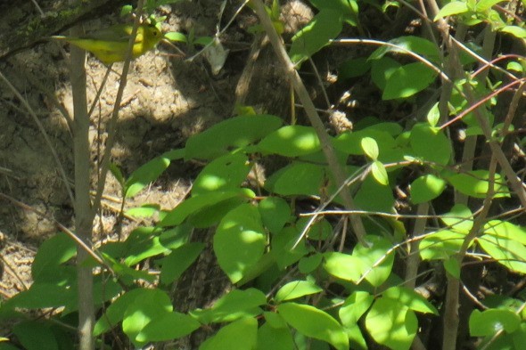 Paruline à calotte noire - ML573307541