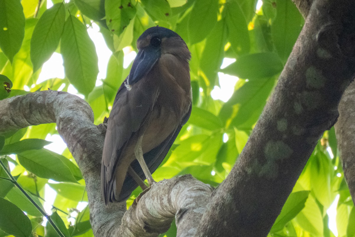 Boat-billed Heron - ML573308311