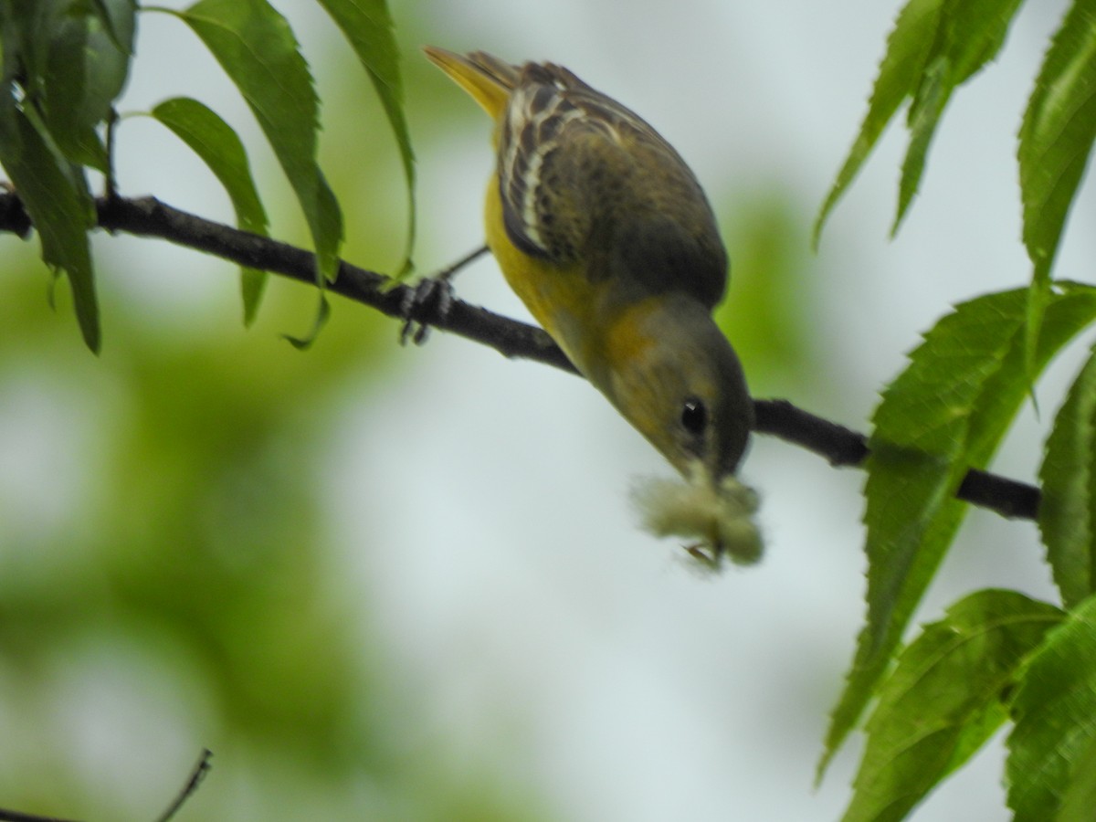Orchard Oriole - ML573308631