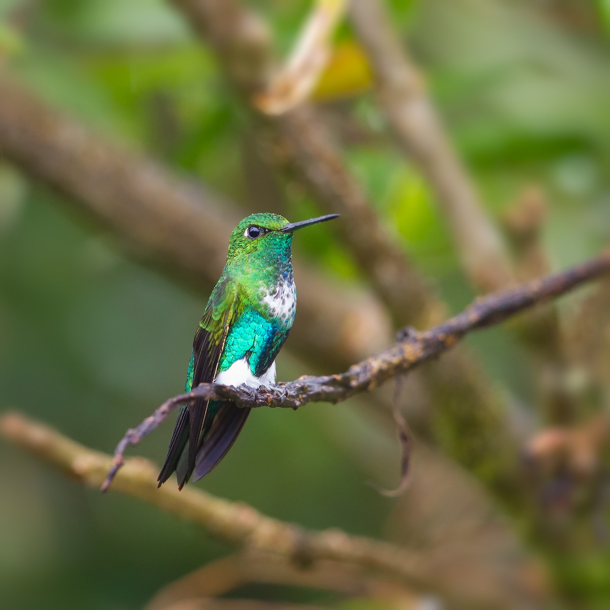 Emerald-bellied Puffleg - Peter Hawrylyshyn