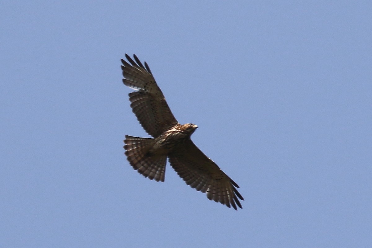 Broad-winged Hawk - ML573310021