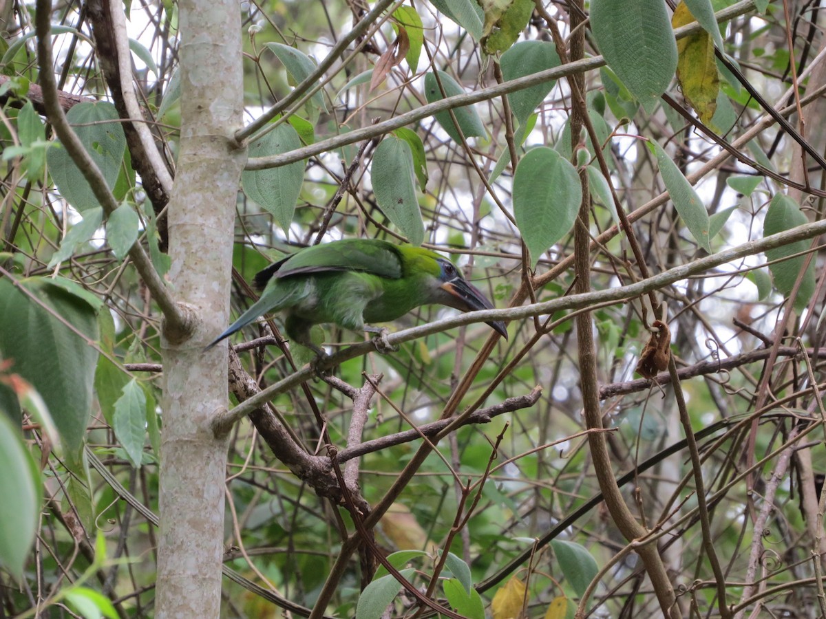 Groove-billed Toucanet - ML573312681