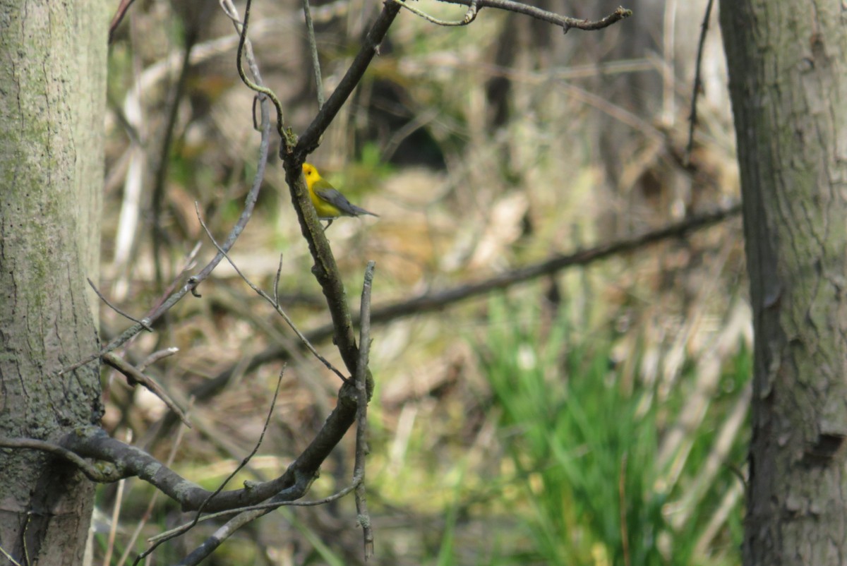 Prothonotary Warbler - ML573312851