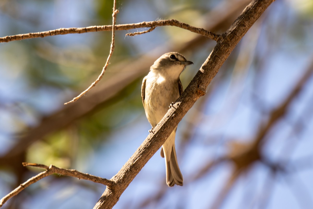 Vireo Plomizo - ML573313401