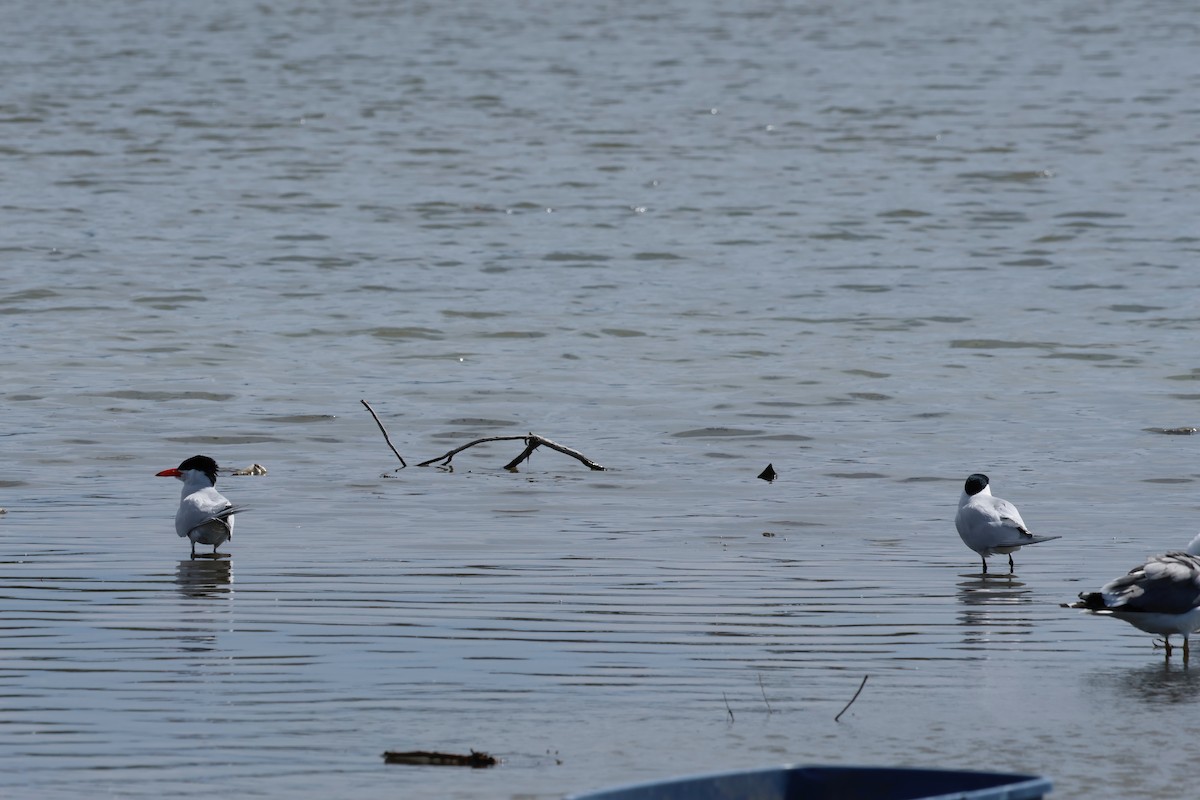 Caspian Tern - Deanna McLaughlin