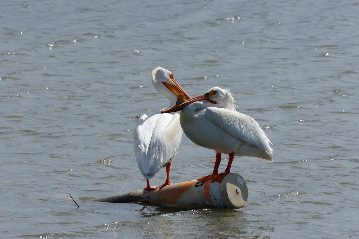 American White Pelican - ML573314471