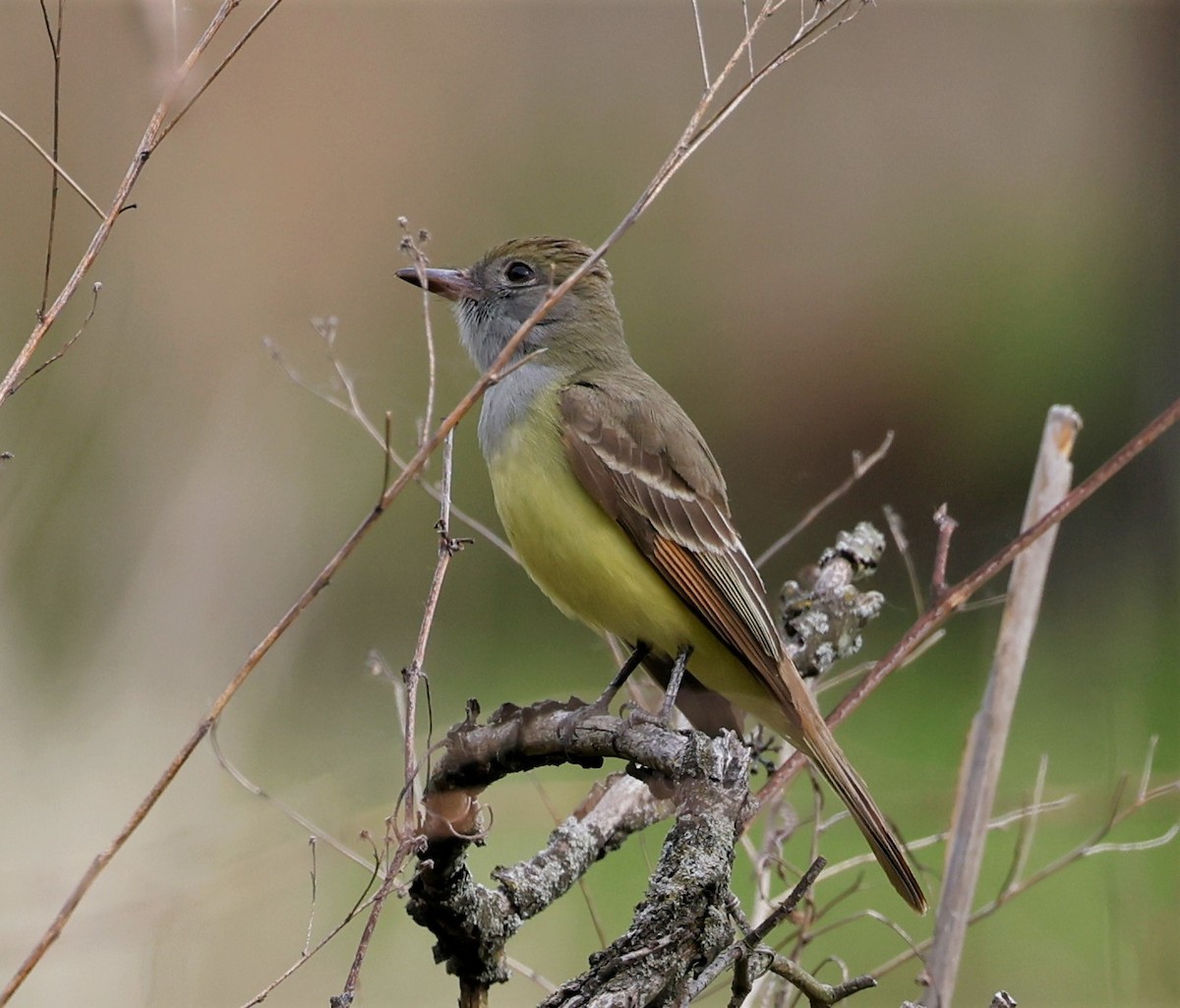 Great Crested Flycatcher - Peter Veighey