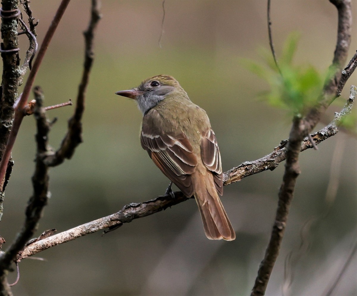 Great Crested Flycatcher - Peter Veighey