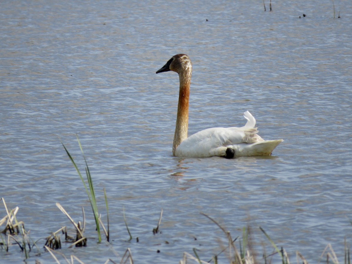 Trumpeter Swan - ML573315281