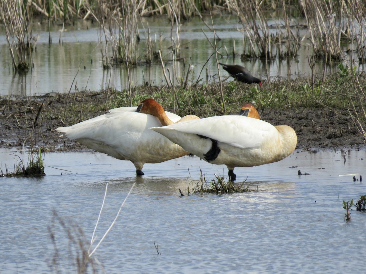 Trumpeter Swan - ML573315291