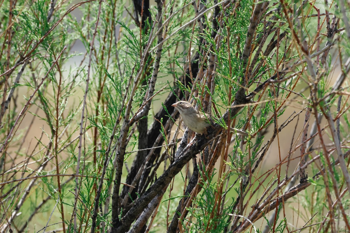 Brewer's Sparrow - ML573315521