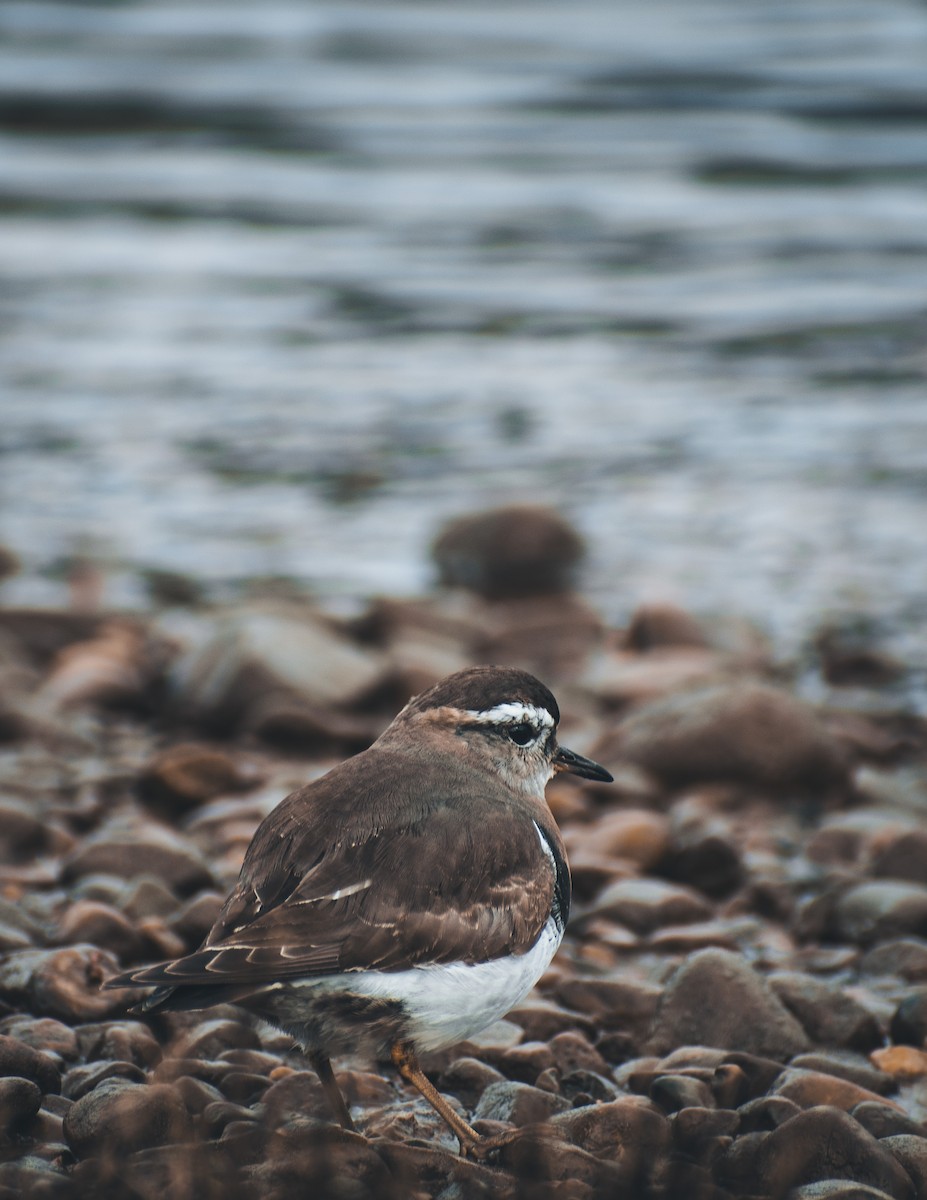 Rufous-chested Dotterel - ML573315921