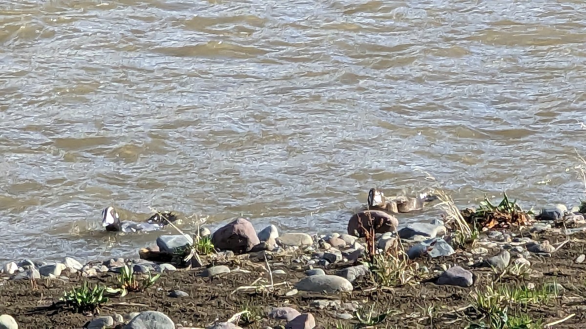 Harlequin Duck - ML573316001