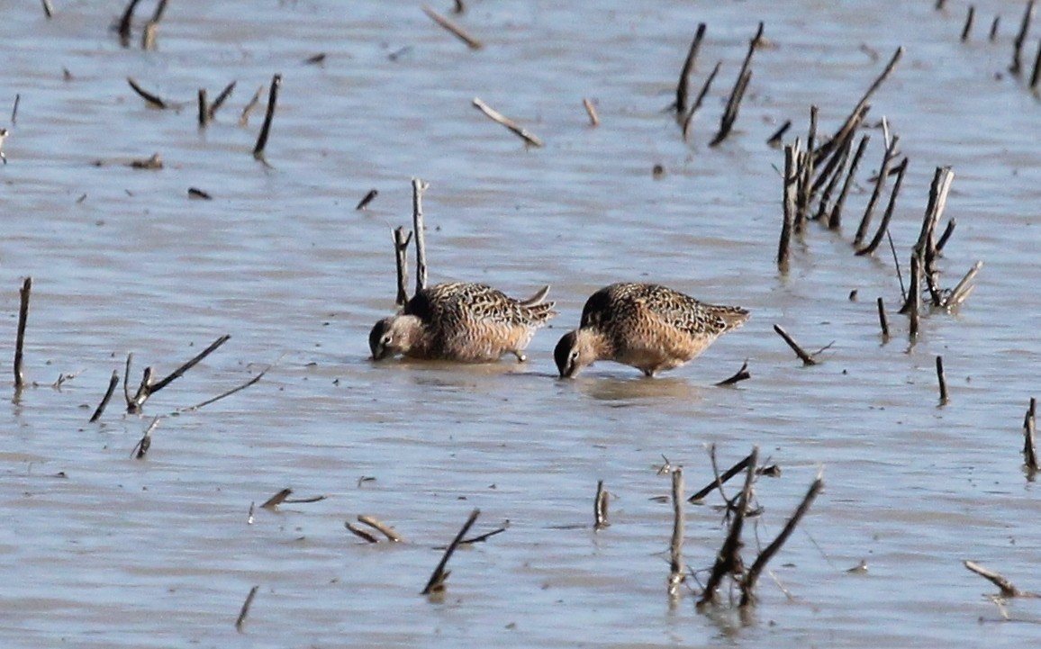 Long-billed Dowitcher - ML57331891