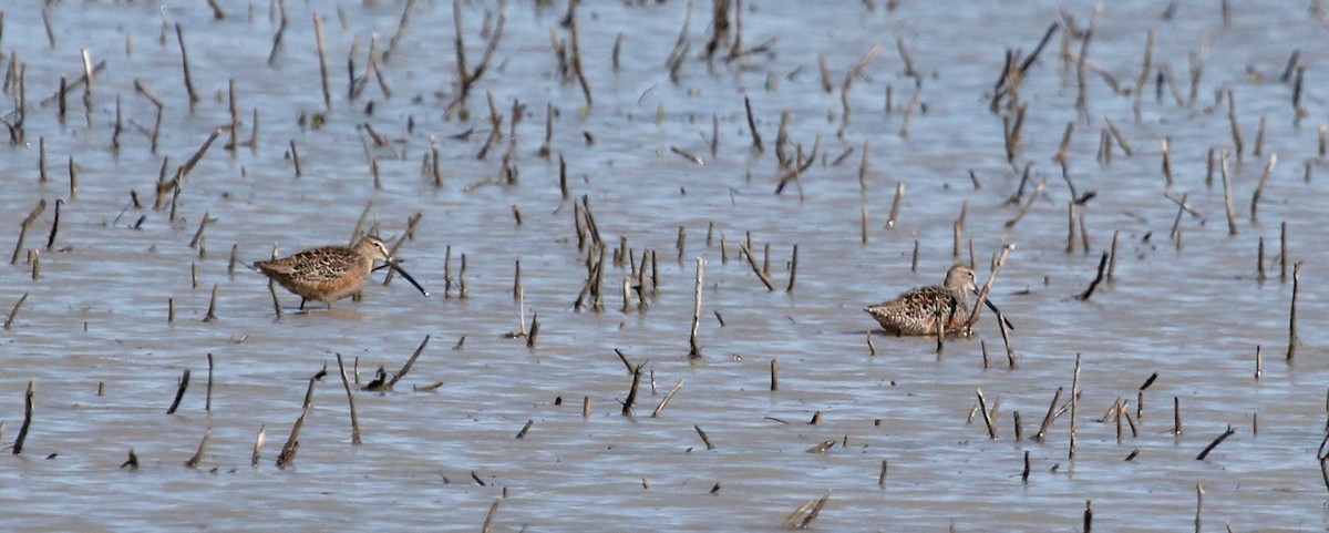 Long-billed Dowitcher - ML57331901