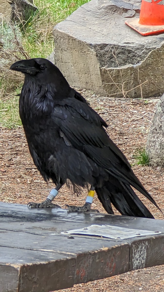 Common Raven - Gabriele Walser