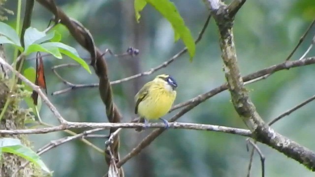Yellow-browed Tody-Flycatcher - ML573319191