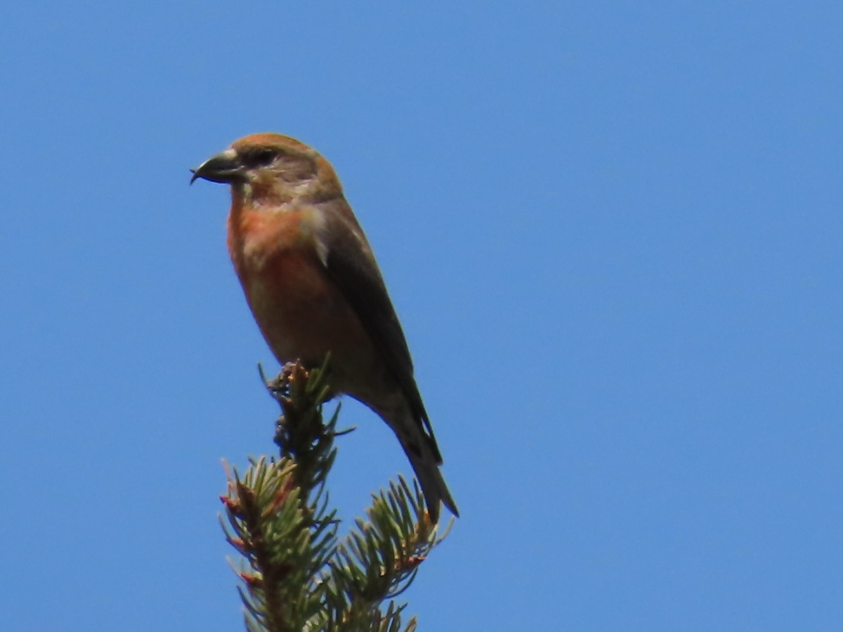 Red Crossbill - ML573319721