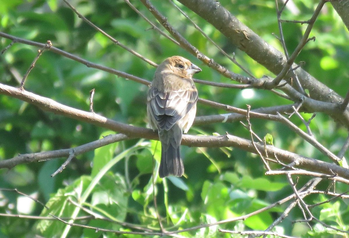 Blue Grosbeak - ML573320871