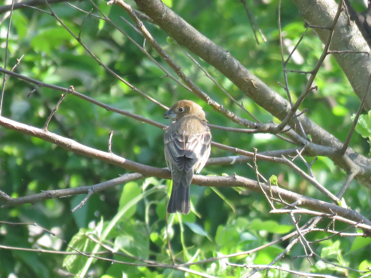 Blue Grosbeak - Heydi Lopes