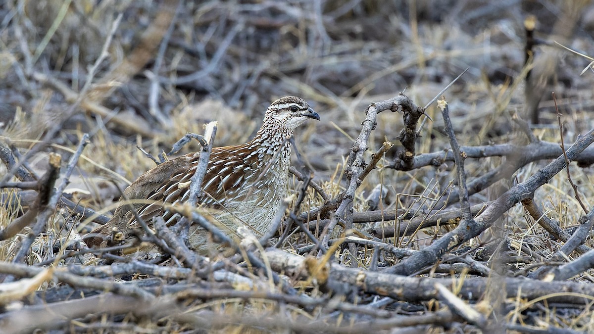 Crested Francolin - ML573320971