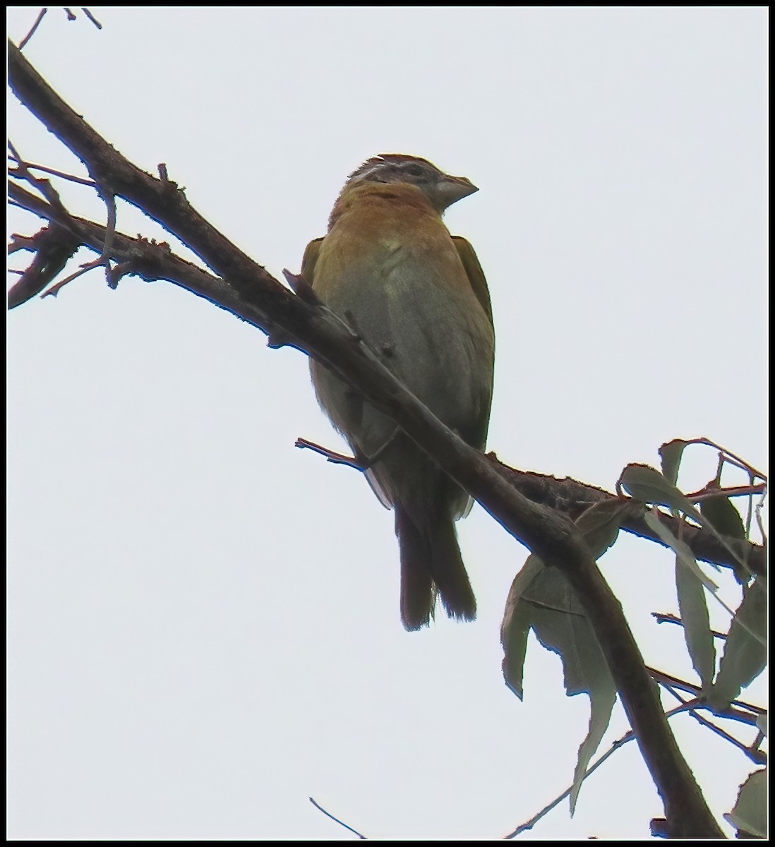 Black-headed Grosbeak - ML573321271