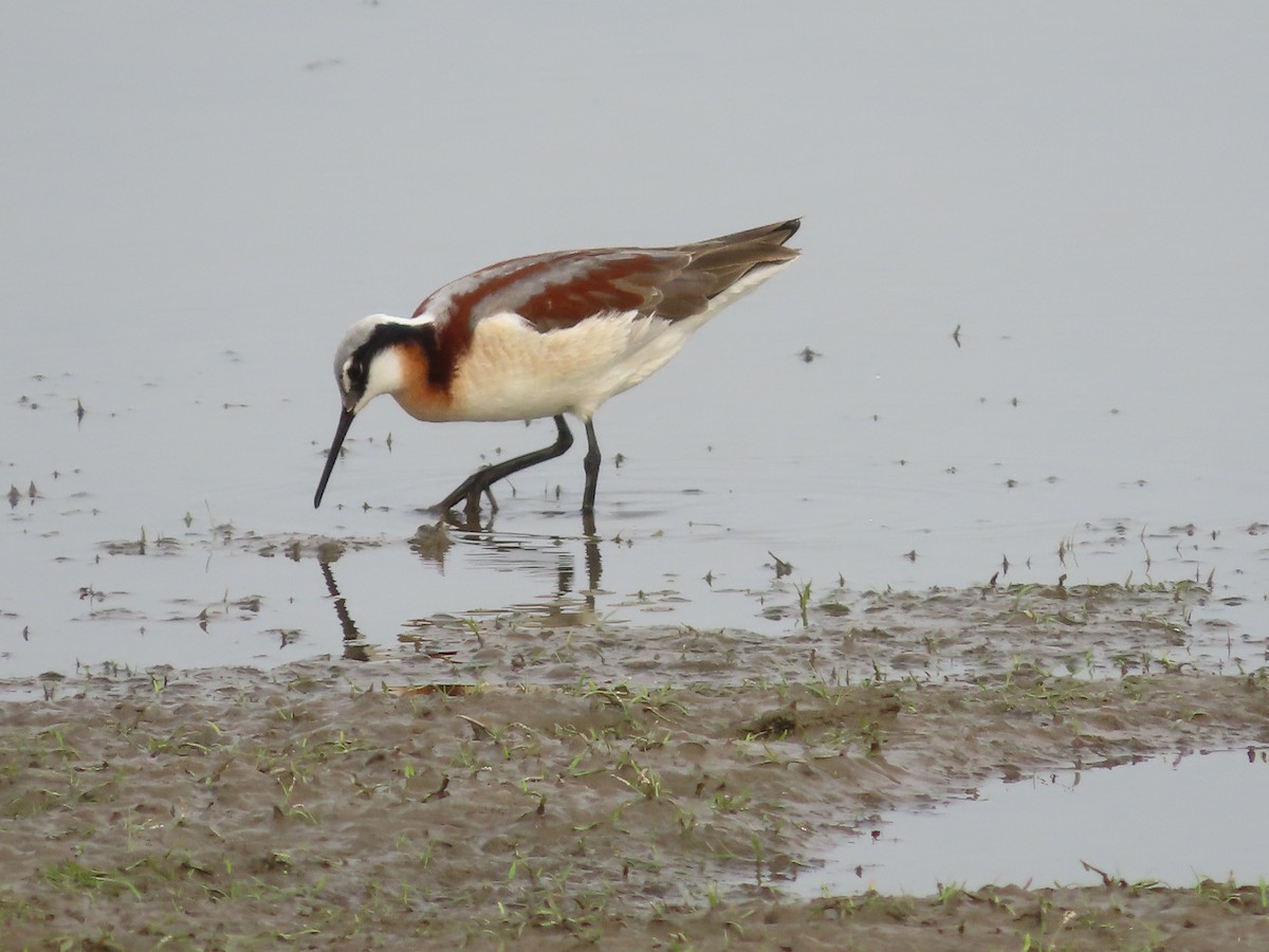 Wilson's Phalarope - ML573321461