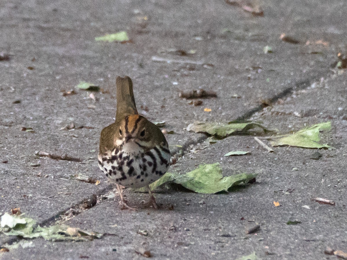 Ovenbird - ML573321471