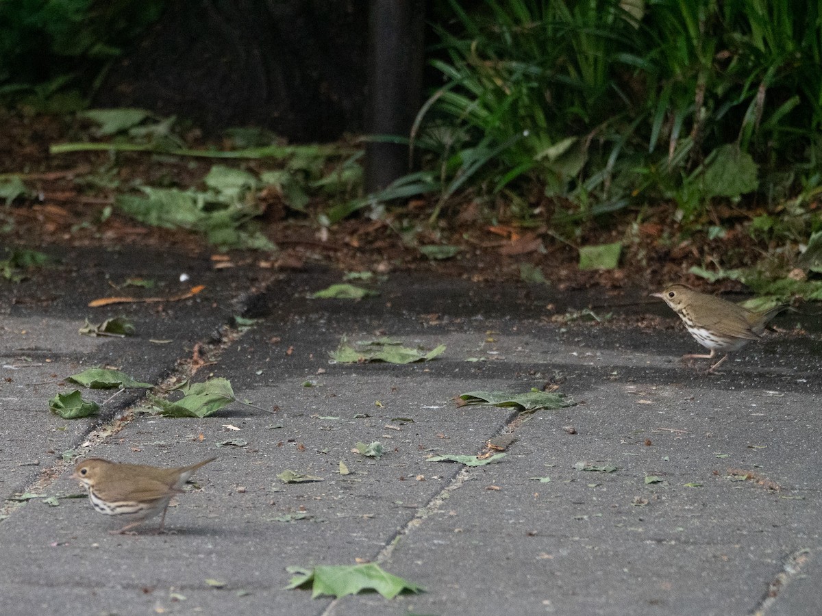 Ovenbird - ML573321481