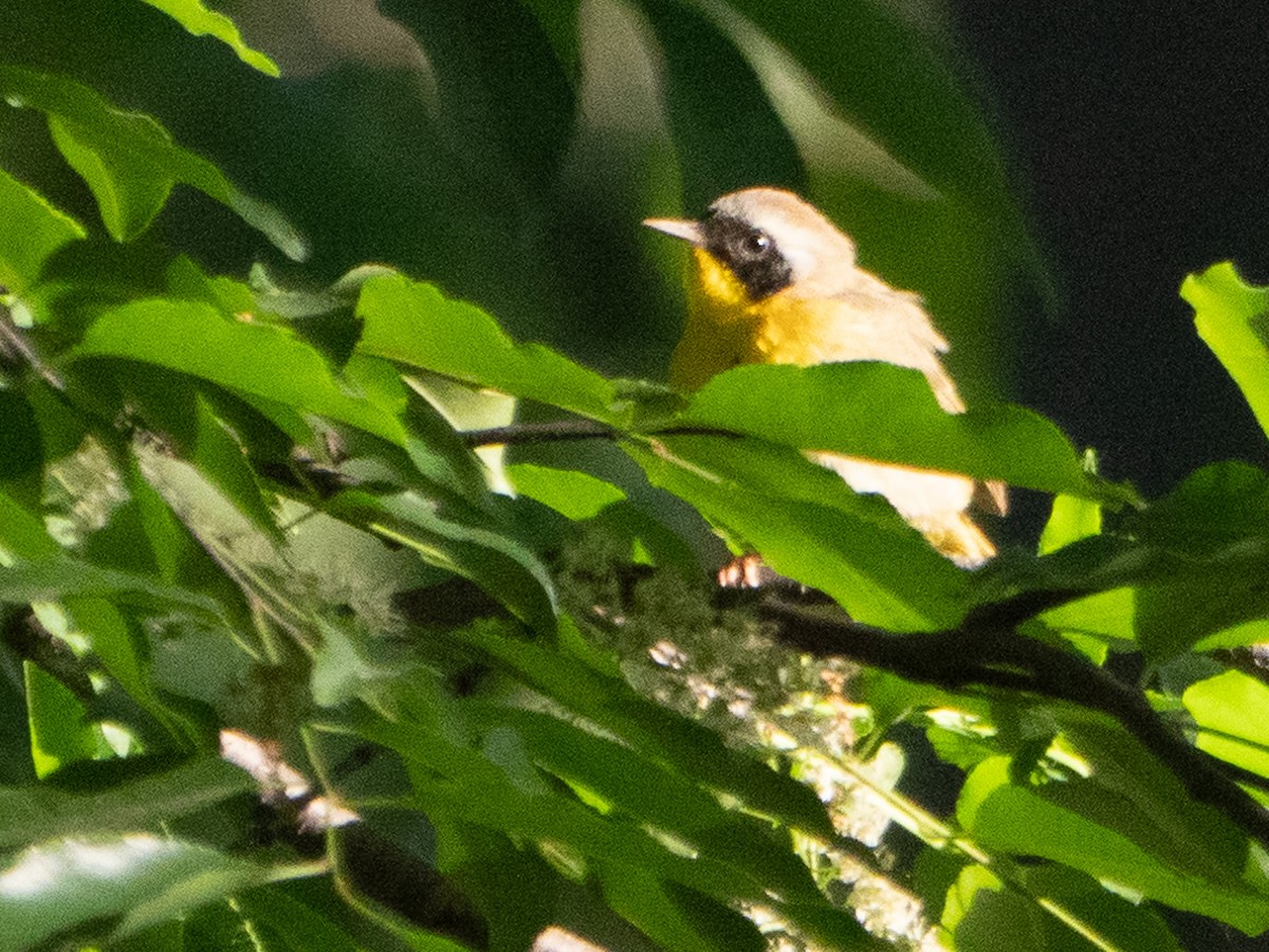 Common Yellowthroat - ML573321651