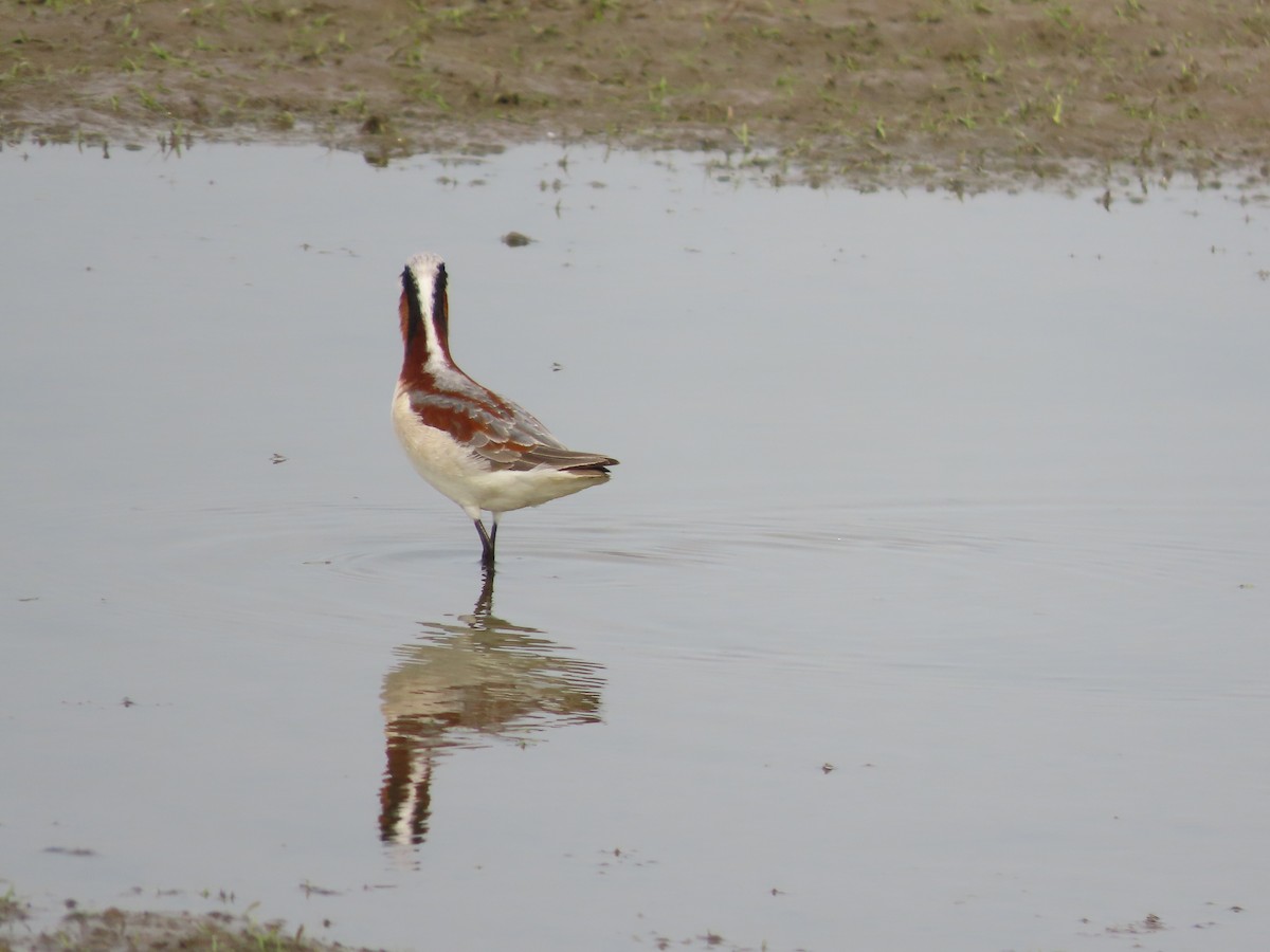 Wilson's Phalarope - Lynn Barber