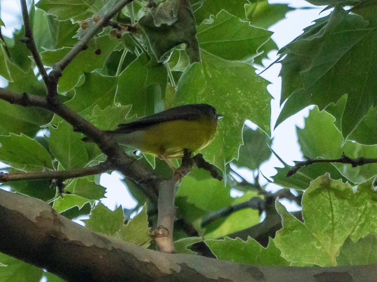 Canada Warbler - ML573322321