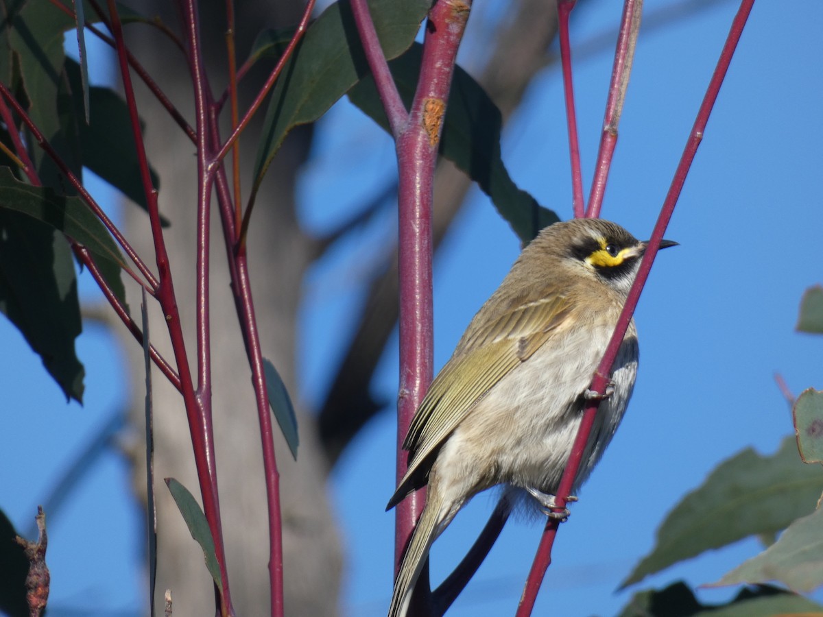 Yellow-faced Honeyeater - ML573322461