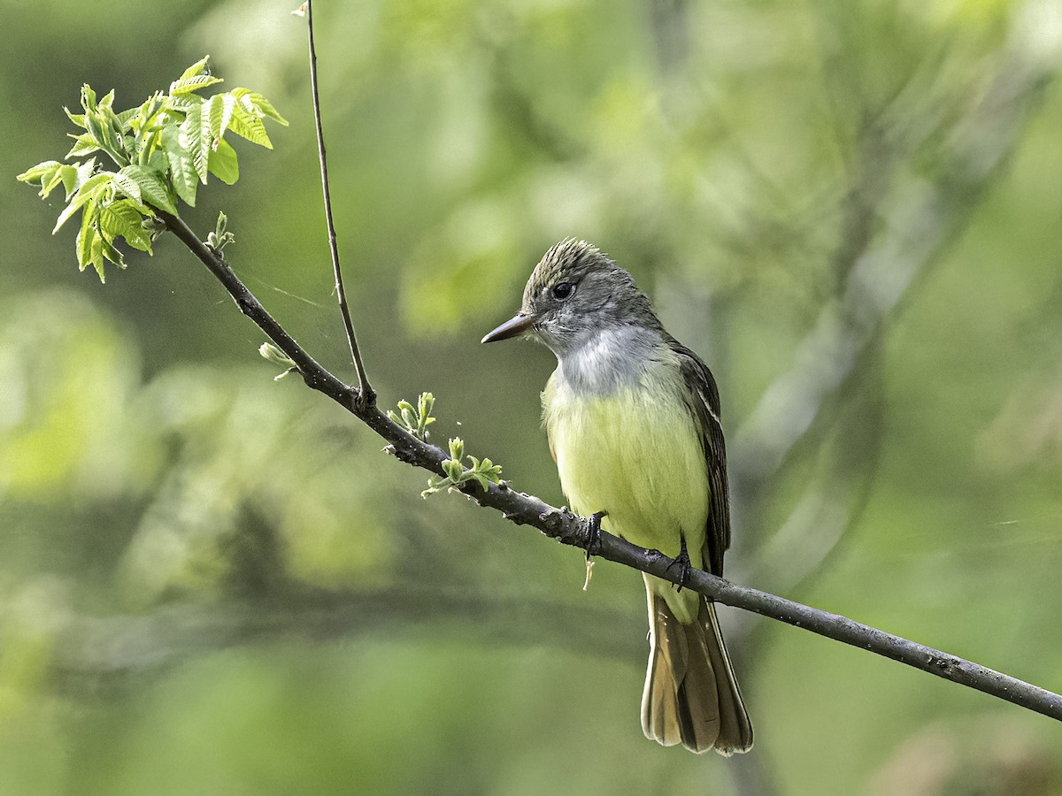 Great Crested Flycatcher - ML573322511