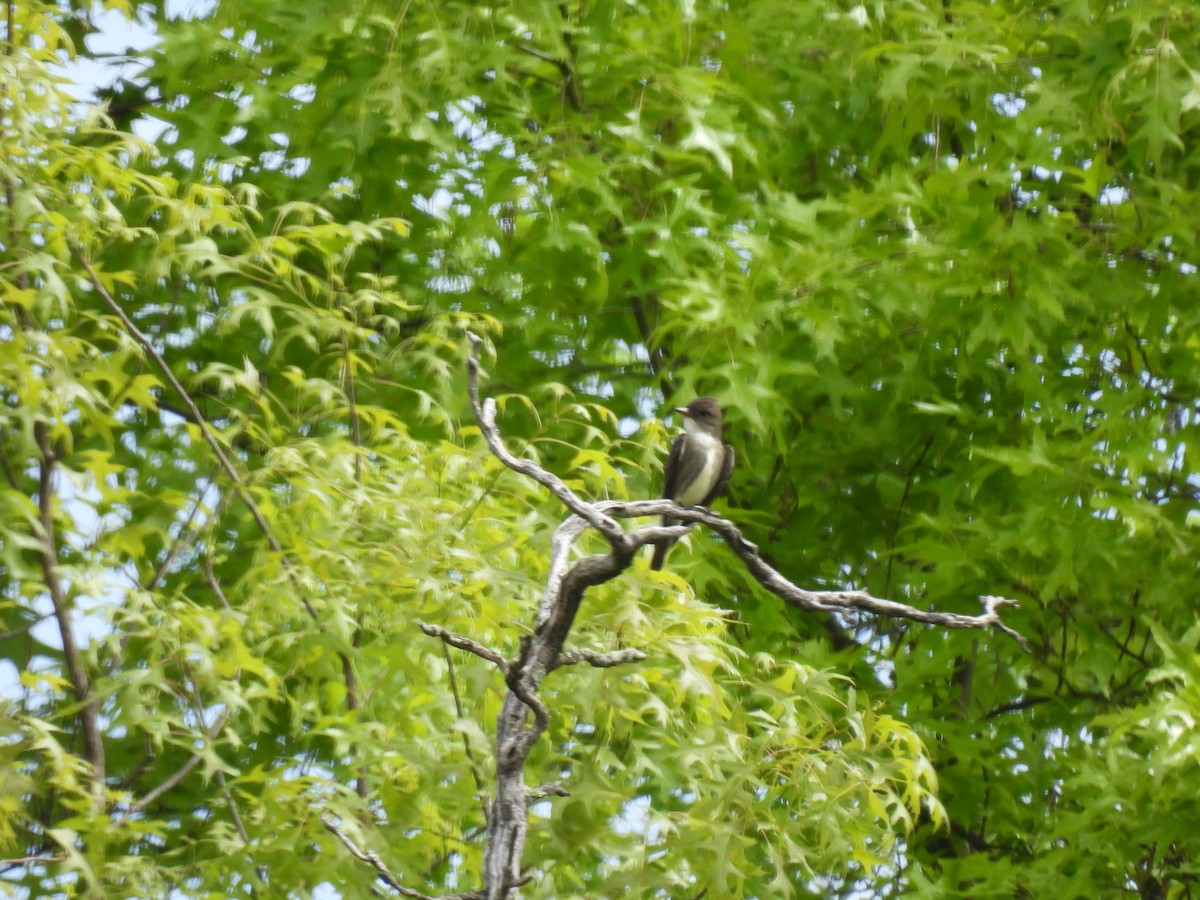 Olive-sided Flycatcher - ML573323761