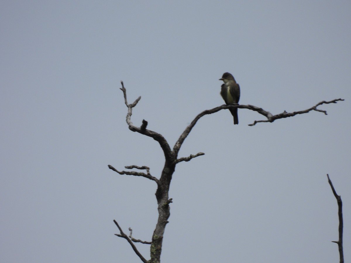 Olive-sided Flycatcher - ML573323771