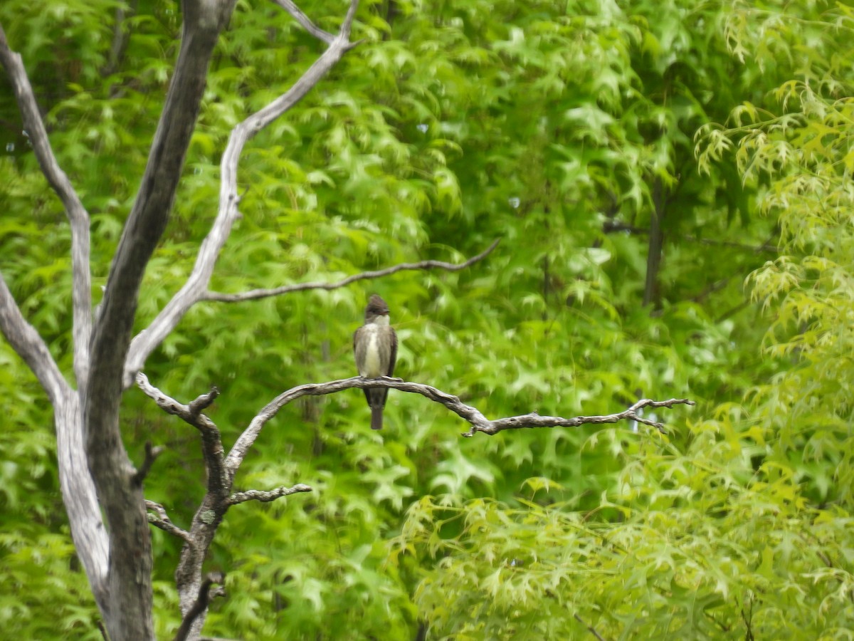 Olive-sided Flycatcher - ML573323781