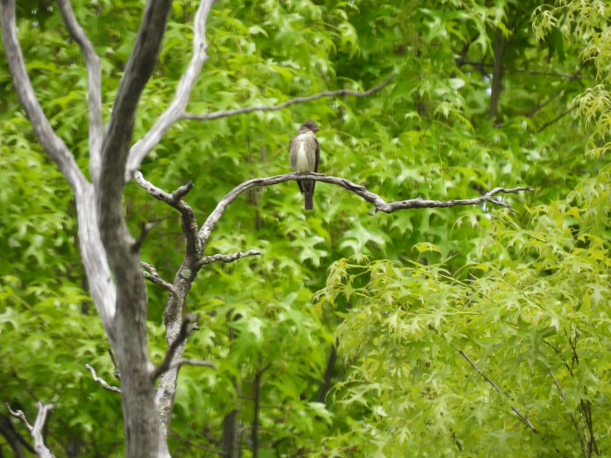 Olive-sided Flycatcher - ML573323791