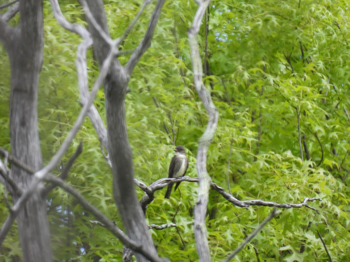 Olive-sided Flycatcher - ML573323801