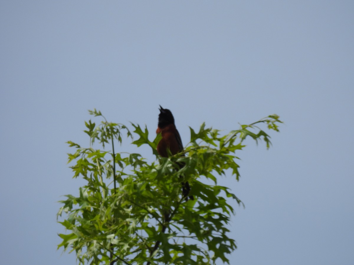 Orchard Oriole - ML573324031