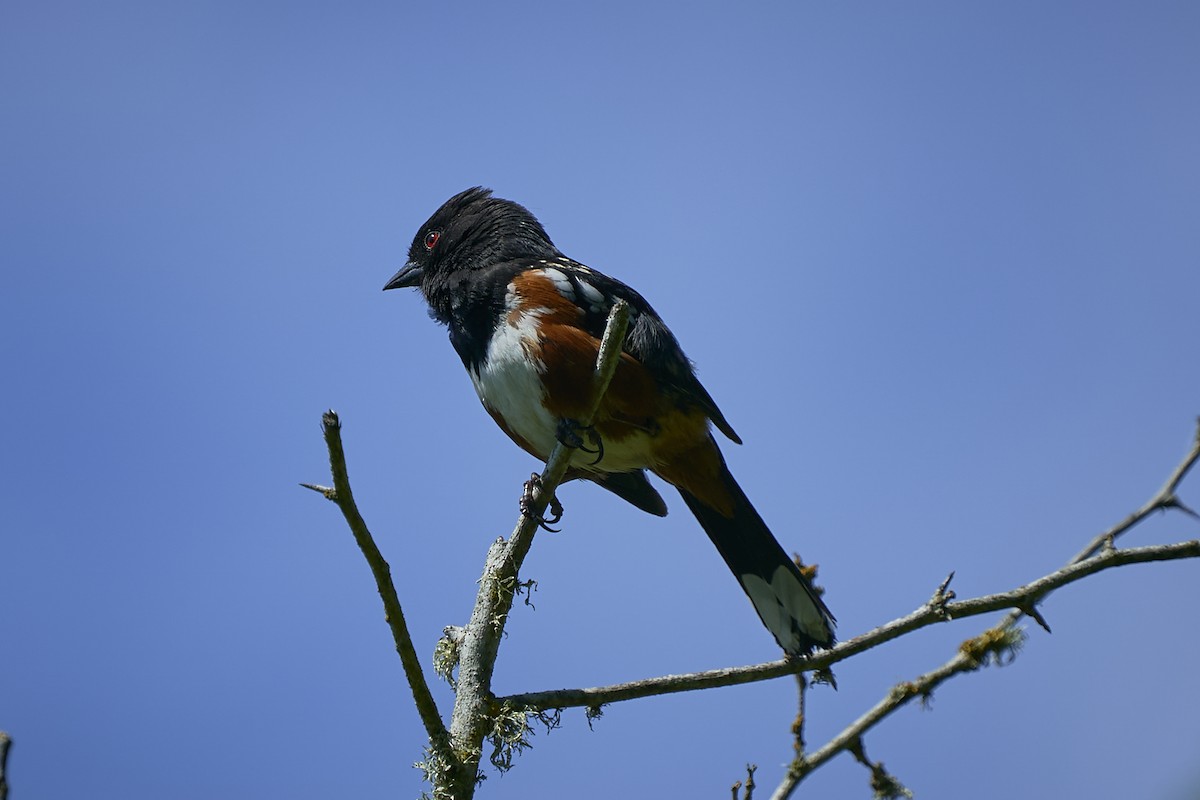 Spotted Towhee - ML573324221