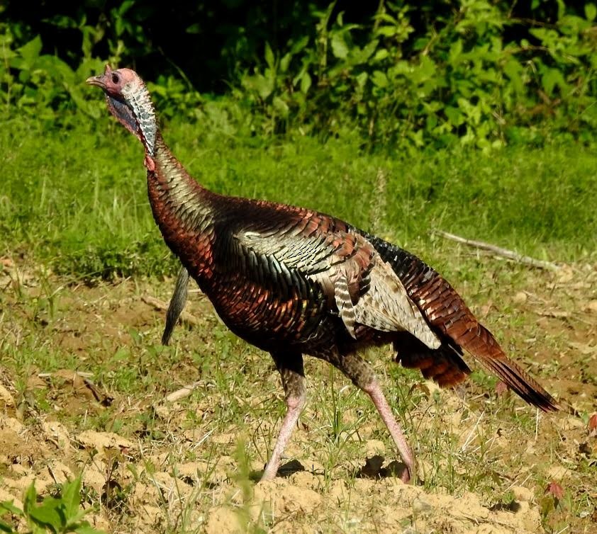 Wild Turkey - Jim Varner