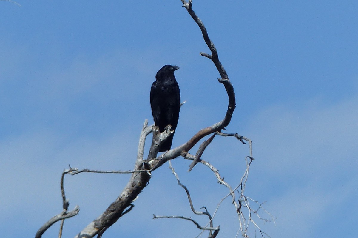 Common Raven - ML57332461