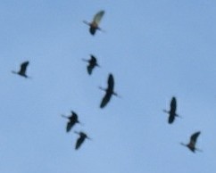 White-faced Ibis - ML57332601