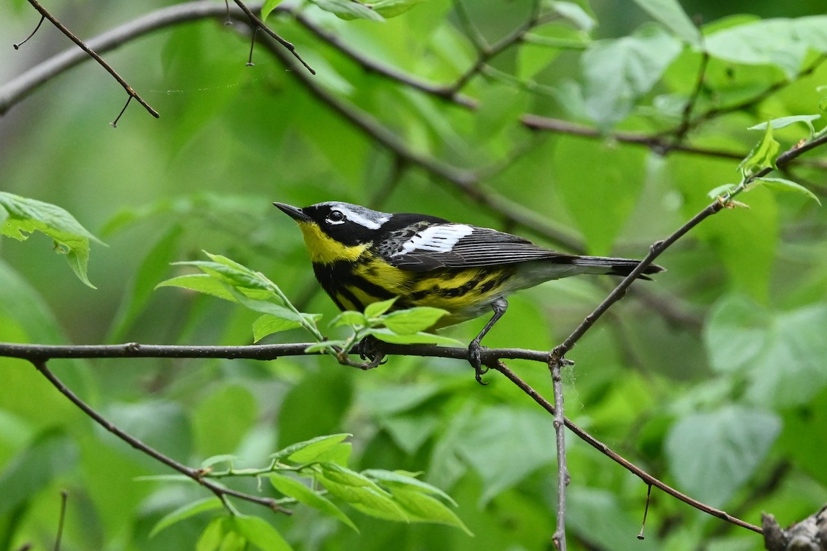 Magnolia Warbler - ML573326881