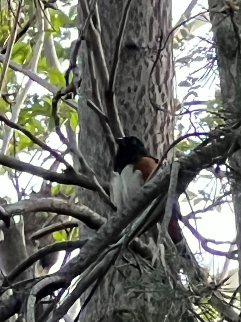 Spotted Towhee - ML573327181