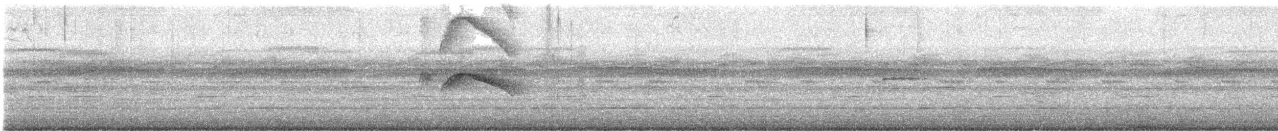 White-tailed Nightjar - ML573328191